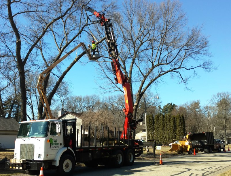 Tree Service